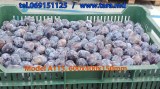 A115_prune
